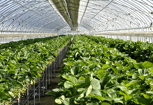 いちご畑 写真1