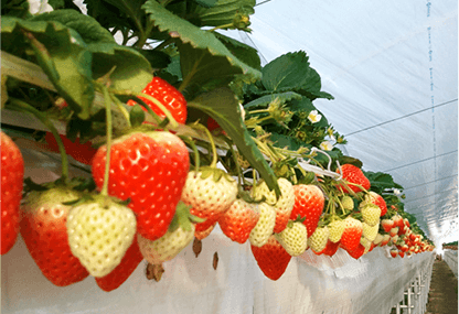 いちご畑 写真2